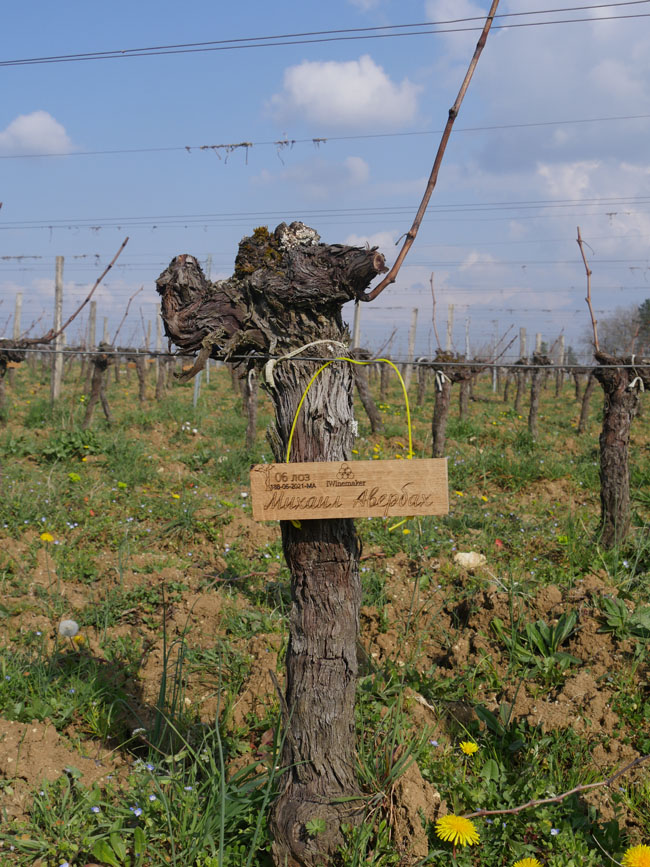 Виноградник на урожай